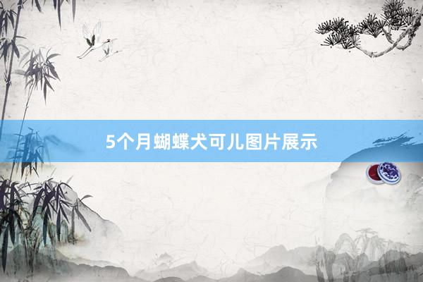 5个月蝴蝶犬可儿图片展示